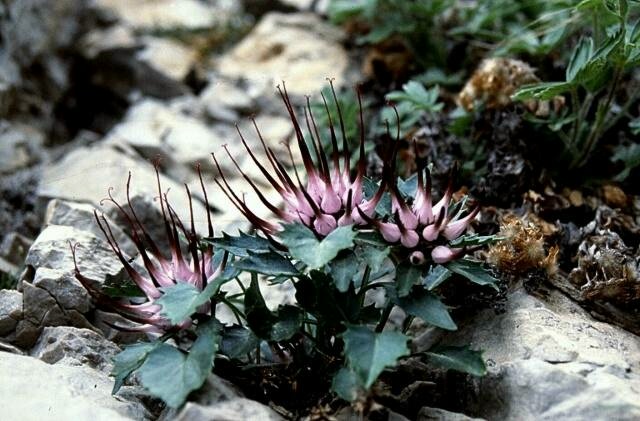 Physoplexis comosa / Raponzolo di roccia